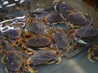 Summer Vacation 2018-136  Yum!!